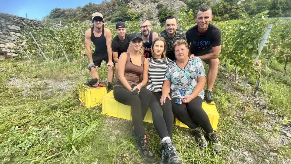 Saisonniers aux vendanges à Aigle